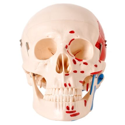Crânio Numerado com Origens e Inserções Musculares em 2 Partes -CS/AT/TGD - 0102-M