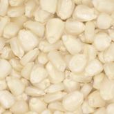 WHITE QUALITY WHITE MAIZE Non GMO