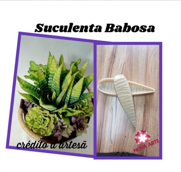 Suculenta barbosa (n-308)