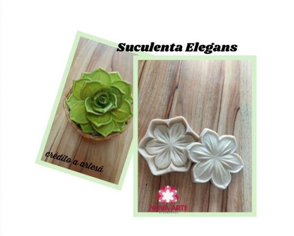 Suculenta Elegans(n-297)