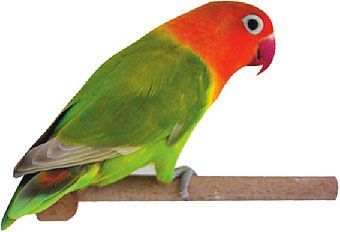 Agapornis Fischeri