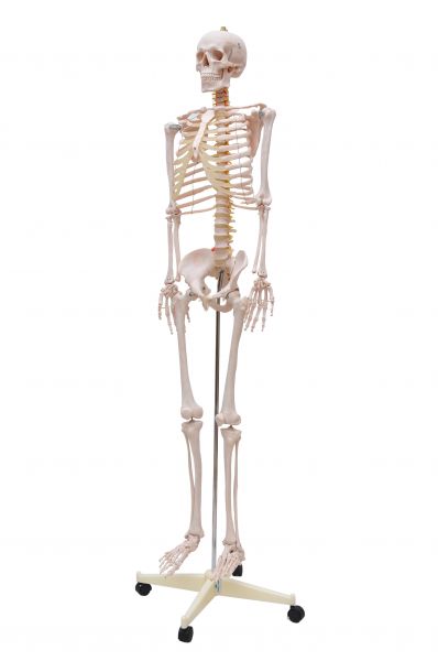 Esqueleto Humano Padrão de 1,70 c/ Supor. Haste e Rodas-CS/SD-5000