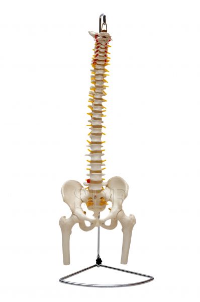 Coluna Vertebral em Tamanho Natural, Flexível com Pelve e parte do Fêmur-CS/SD - 5009