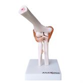 Articulação do Cotovelo c/Ligamentos-CS/AT/TGD-0161-C