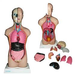 Torso Bissexual 42 cm em 14 Partes-CS/AT/TGD-0206-C