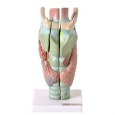 Laringe Ampliada em 3 Partes-CS/AT/TGD-0314