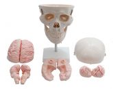 CRÂNIO TAMANHO NATURAL C/ CERVICAL E CÉREBRO 12Pts CS/COL 1135-E