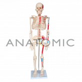 Esqueleto 85cm Artic. c/ Inserções Musculares c/Base-CS/AT-TGD-0112-AN