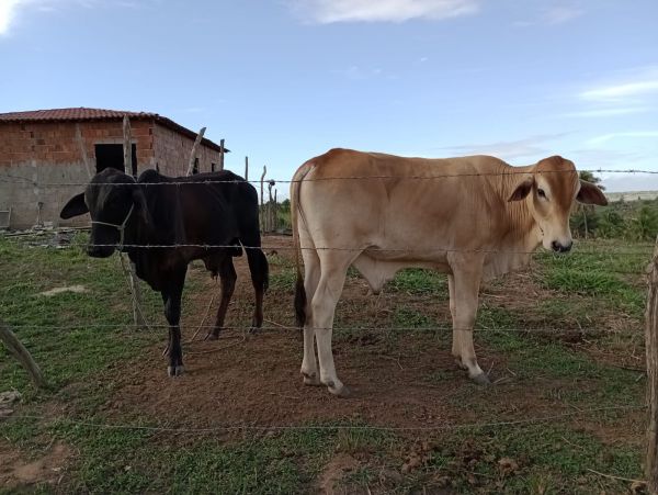 VENDEMOS GADO/SAPE-PB
