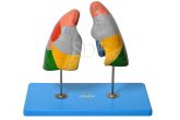Pulmão Segmentado em Cores-CS/SD-5055/C