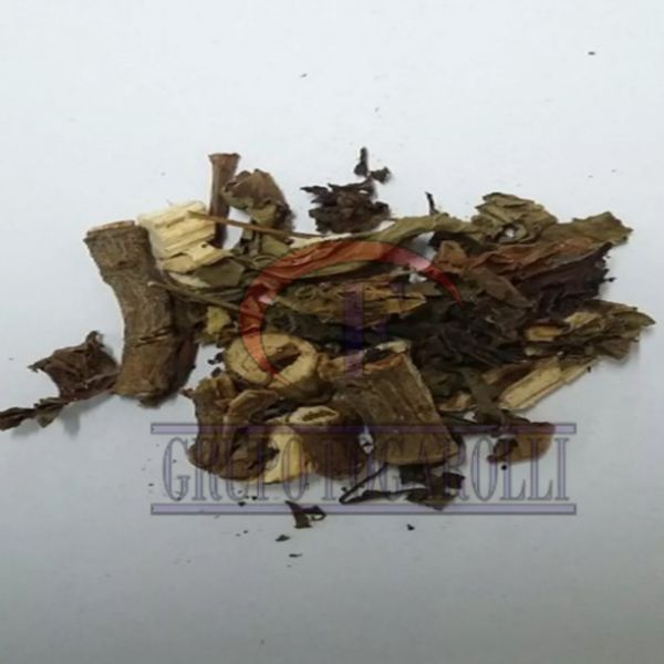 Pinhão-roxo- Pinhão-paraguaio- Pinhão-bravo- Pinhão-de-purga