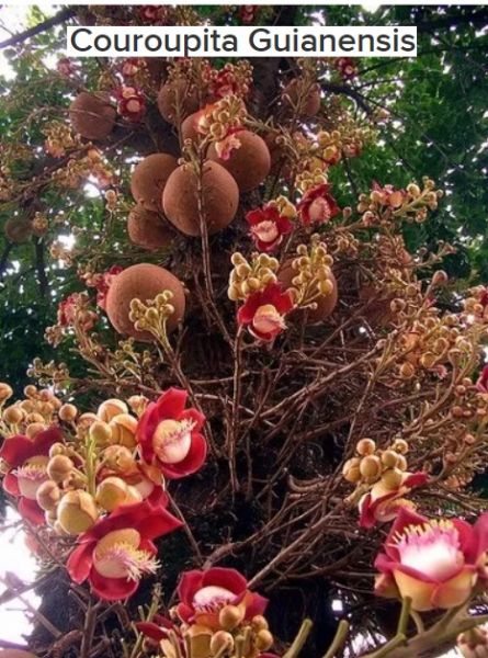 Couroupita Guianensis-3 Sementes Raras-abricó De Macaco