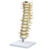 Coluna Vertebral Torácica-CS/AT/TGD-0143-A