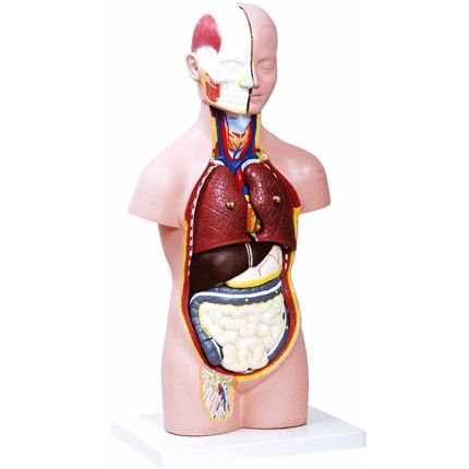 Torso Assexuado c/ 50 cm em 12 partes-CS/AT/TZJ-0206-A