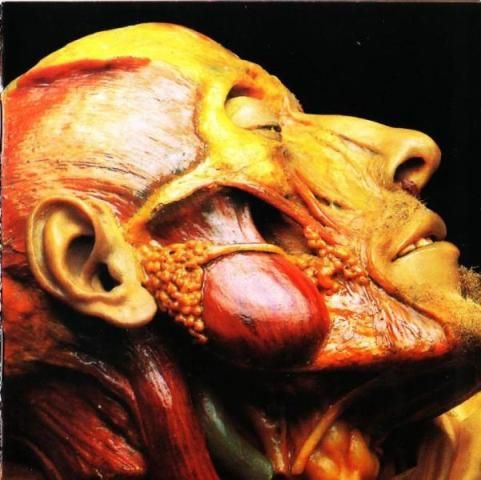 Lymphatic Phlegm - Show-Off Cadavers - The Anatomy of Self Display