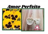Amor perfeito(n-172)