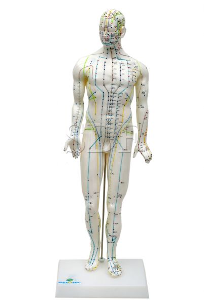 Manequim de Acupuntura Masc. de 50 cm-CS/SD-5098