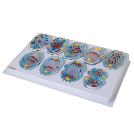 Conjunto de Mitoses com 9 peças -CS/AT/TZJ 0302