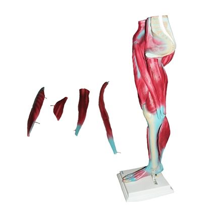 Perna Musculada-CS/AT/TGD-4020