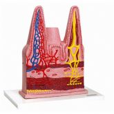 Vilosidades Intestinais-CS/AT/TZJ-0329-D