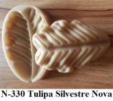 Tulipa Silvestre Nova (n-330)