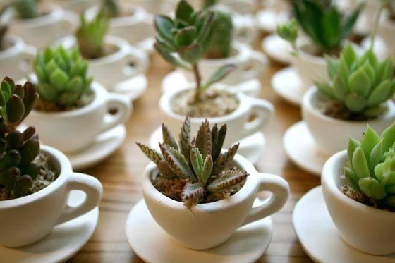 Suculentas - Para Chá de cozinha