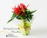 Pimenta