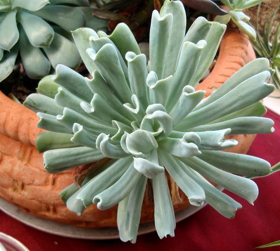 Echeveria runyonii