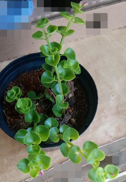 Soleirolia soleirolii