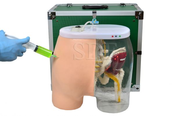 Simulador de Injeção Intramuscular no Glúteo e Visualização óssea, Muscular e Nervosa CS/SD-4009/B