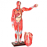 Manequim Muscular Assexuado c/ 1,70 cm em 30 partes e c/ Órgãos-CS/AT/TZJ-4000-A