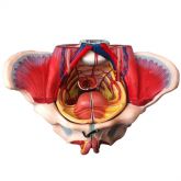 Pélvis Feminina Clássica c/ Músculos e Órgão Genital-CS/AT/TZJ-0353-G