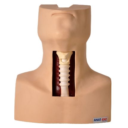 Simulador de Traqueostomia-CS/AT/TGD-4058
