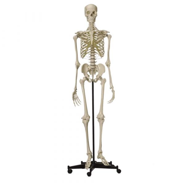 Esqueleto Humano Clássico de 180 cm c/Suporte e Rodizio Marca: Skill Medical Anatomical CS/SK1000