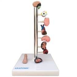Diabete em 9 Partes-CS/AT/TGD-0329-F