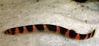 Cobrinha Peixe Ornamental