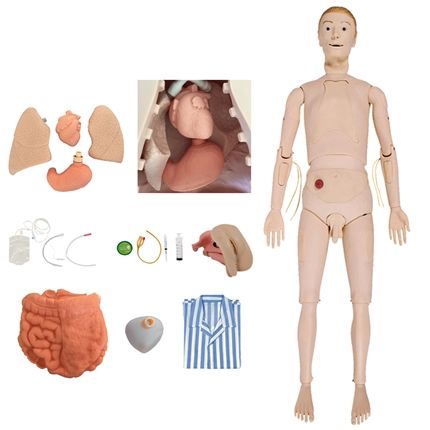 Manequim Bissexual c/ Órgãos Internos P/ Treino de Enfermagem-CS/AT/TZJ-0502