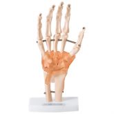 Articulação da Mão c/ Ligamentos-CS/AT/TGD 0162-C