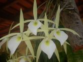 Brassavola Tuberculata