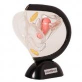 Pélvis Feminina de Acrílico em 2 Partes-CS/AT/TGD-0353-A