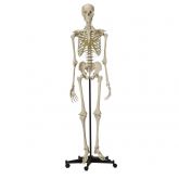 Esqueleto Humano Clássico de 180 cm c/Suporte e Rodizio Marca: Skill Medical Anatomical CS/SK1000