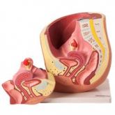 Pelve Feminina em 2 Partes-CS/AT/TZJ-0353-F