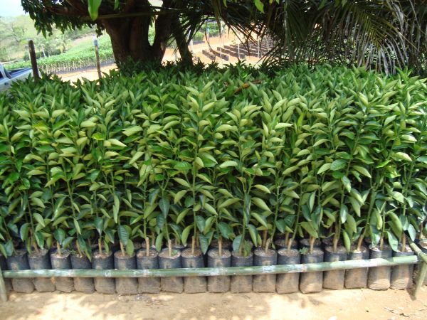 Laranja (várias qualidades)