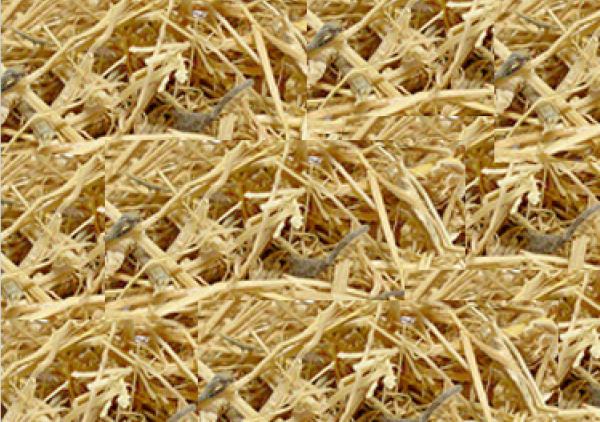 Taiuiá 100g