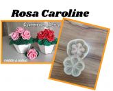 Rosa caroline (n-475)