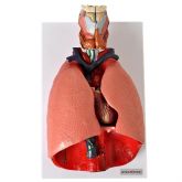 Sistema Respiratório e Cardiovascular em 7 Partes-CS/AT/TGD-0318-B
