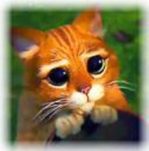 Pizzarias ainda não cadastradas Indique uma na guia contato!