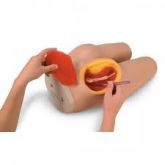 Simulador de Injeção Intramuscular -CS/SK -LF 00961U