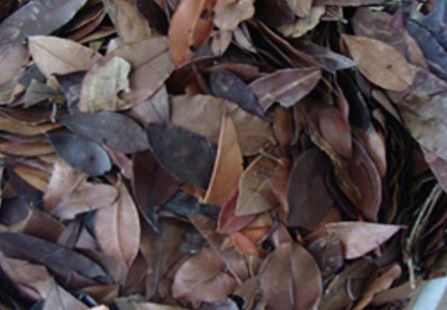 Insulina Amarga (Pedra Ume Caa) 100g