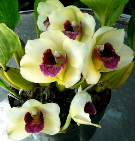 bifrenaria harrisoniae
